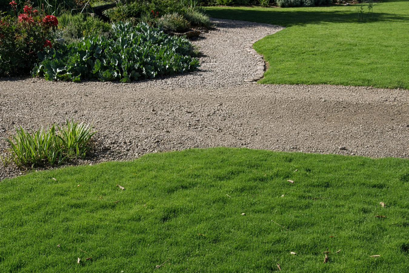 Drought-tolerant turf in El Cerrito, CA